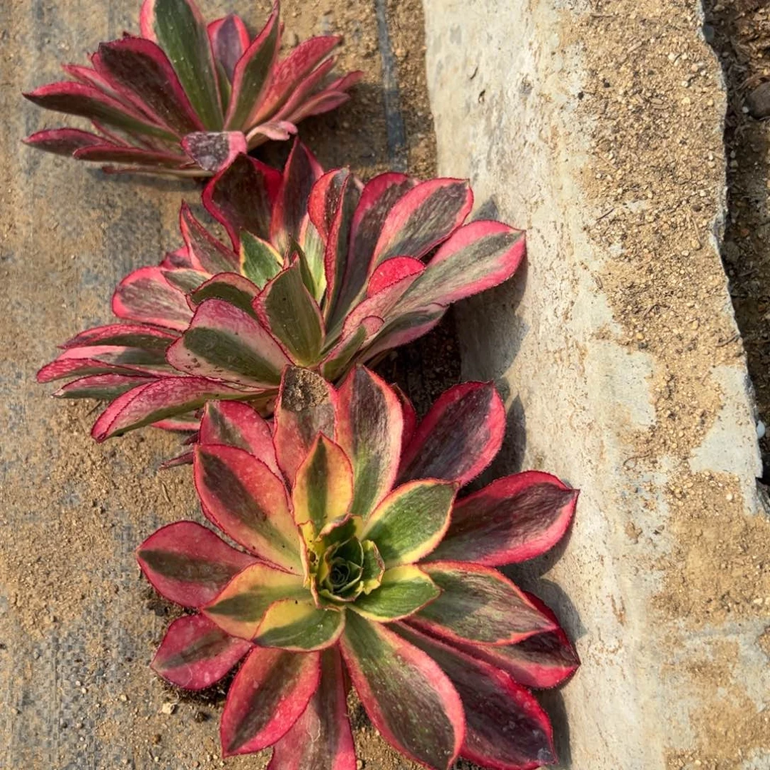 模****司孔雀翎两颗欢欢挑多肉