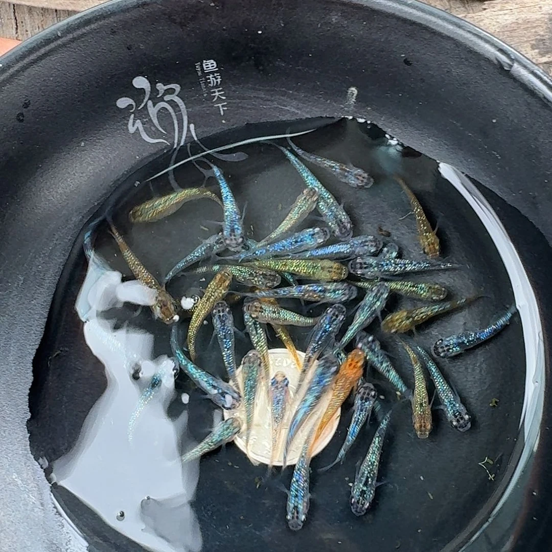 青鳉鱼1.5-2cm随机40条星光