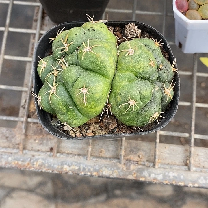漂亮的小仙女们都来看看哦