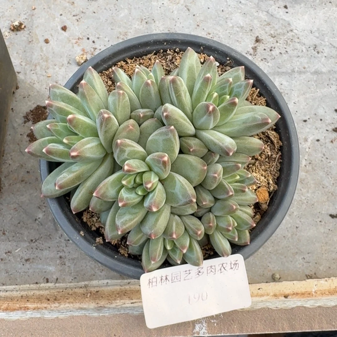 190 美人杂交 一物一拍