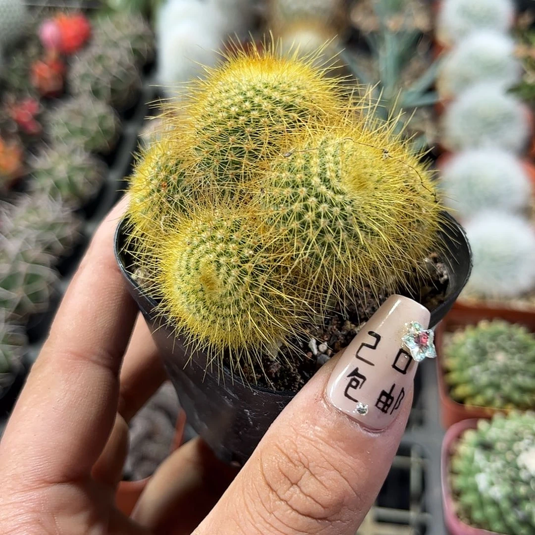 金丝猴群生单头发货
