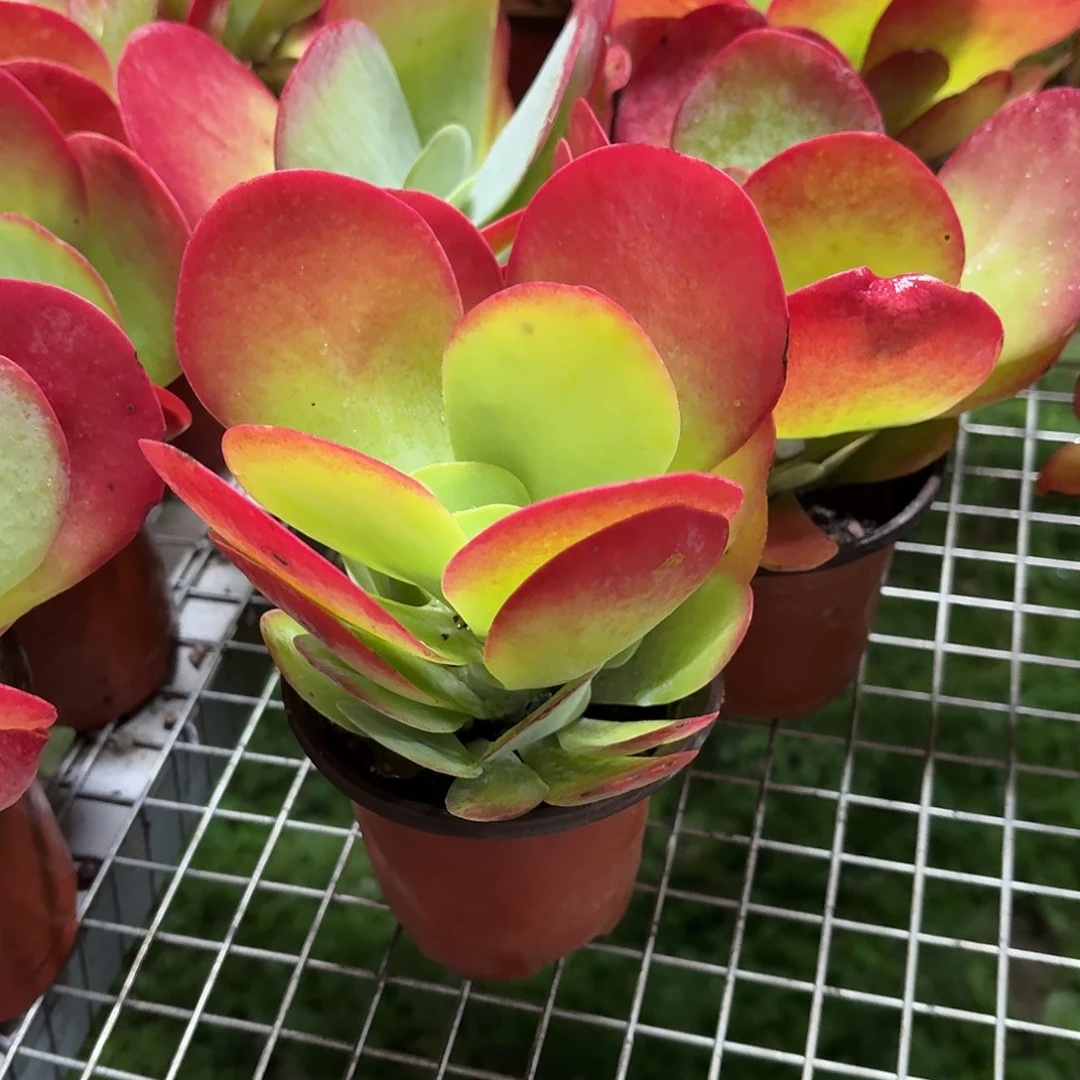 唐印小群冠幅12㎝左右