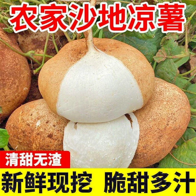 凉薯新鲜现挖白地瓜沙葛地应季蔬菜水果地萝卜脆甜多汁农家特产