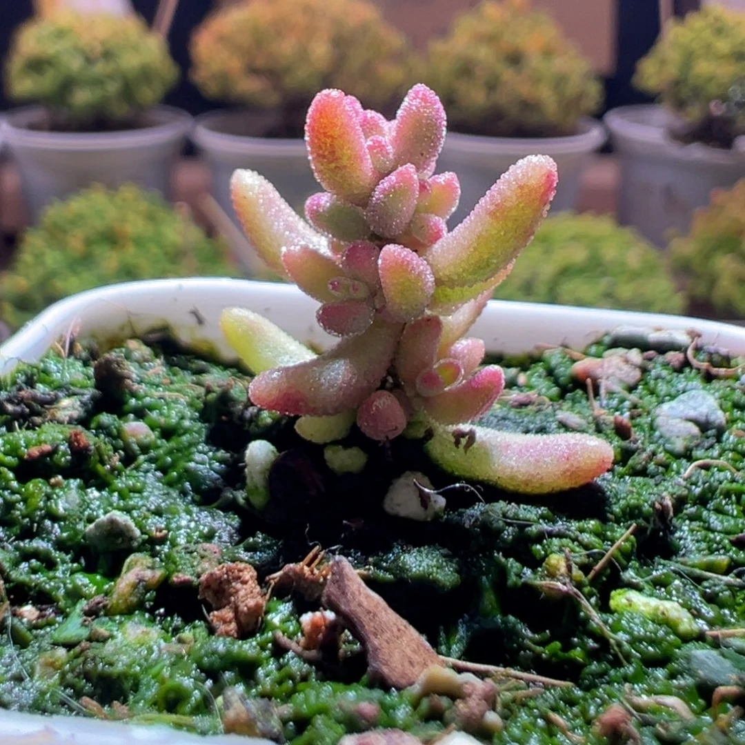 742红宝石锦一物一拍包开箱