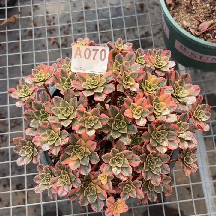 070甜茶20厘米左右