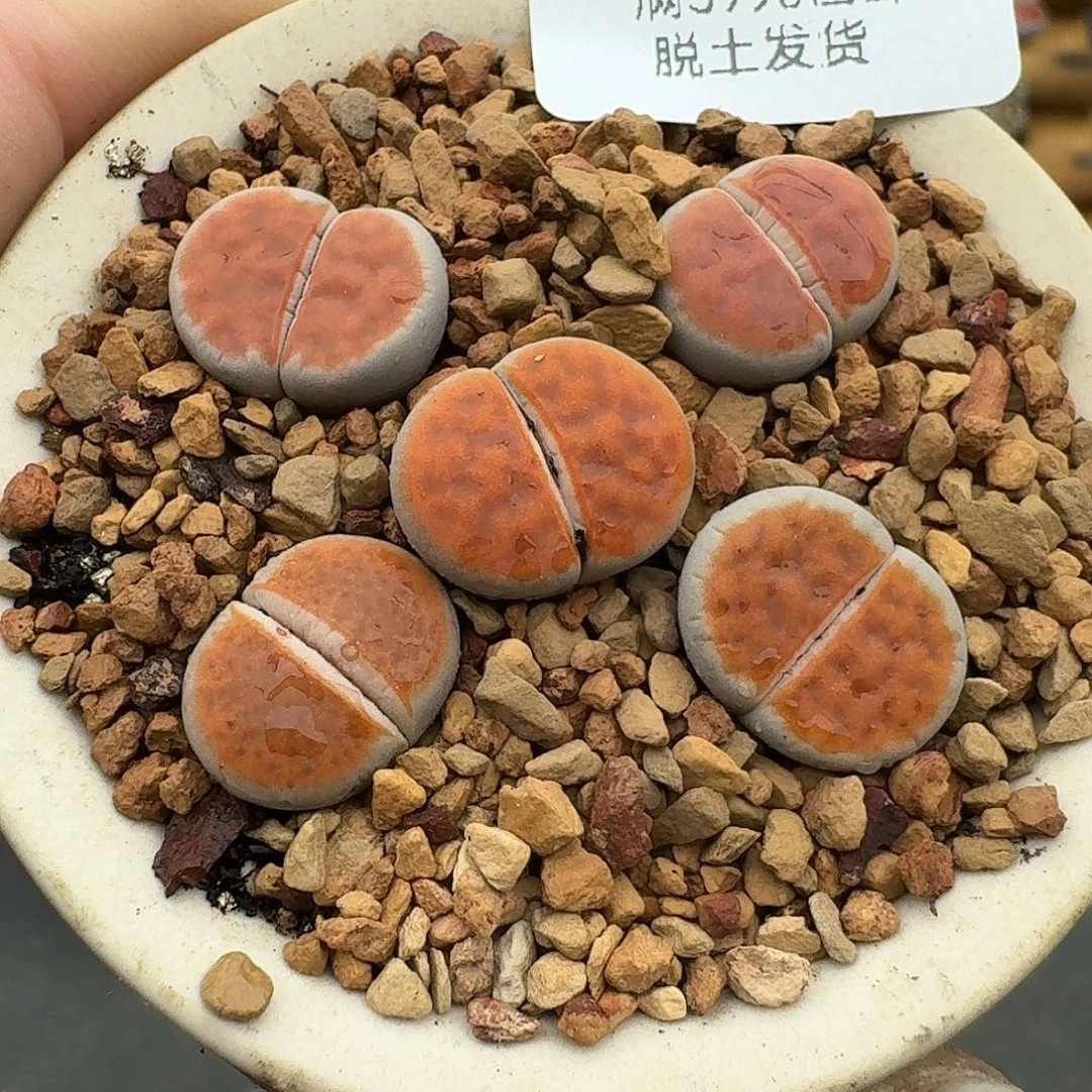 493多肉哈哈哈哈哈哈哈