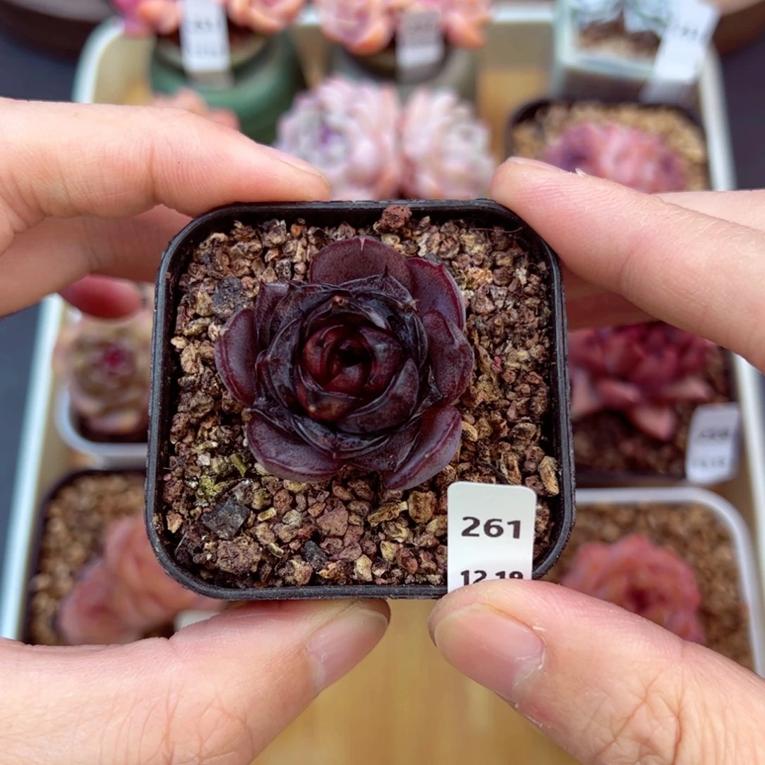 好好看261、哈哈哈哈