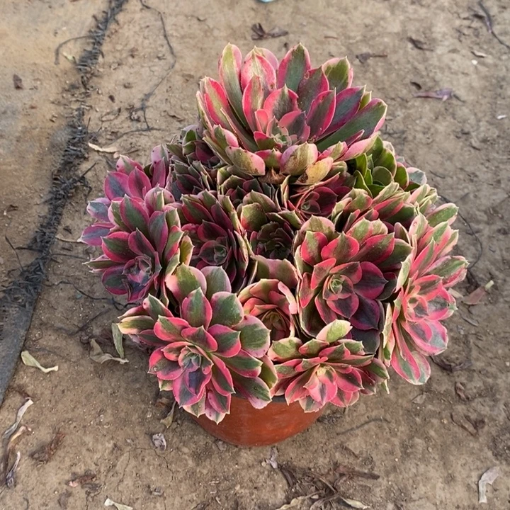 妖月多肉植物15。