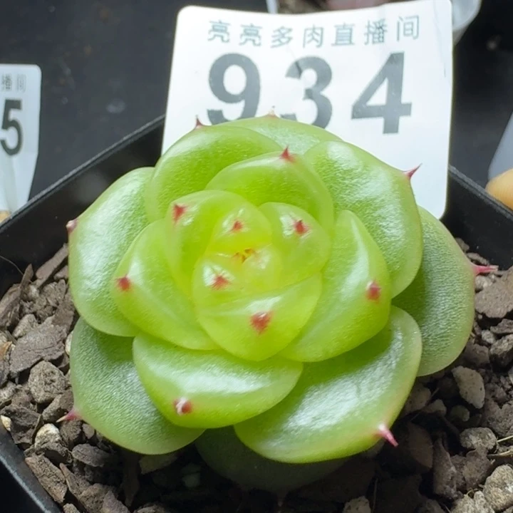 宝拉珍妮            多肉植物