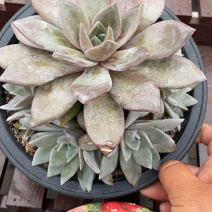 德国香槟多肉植物