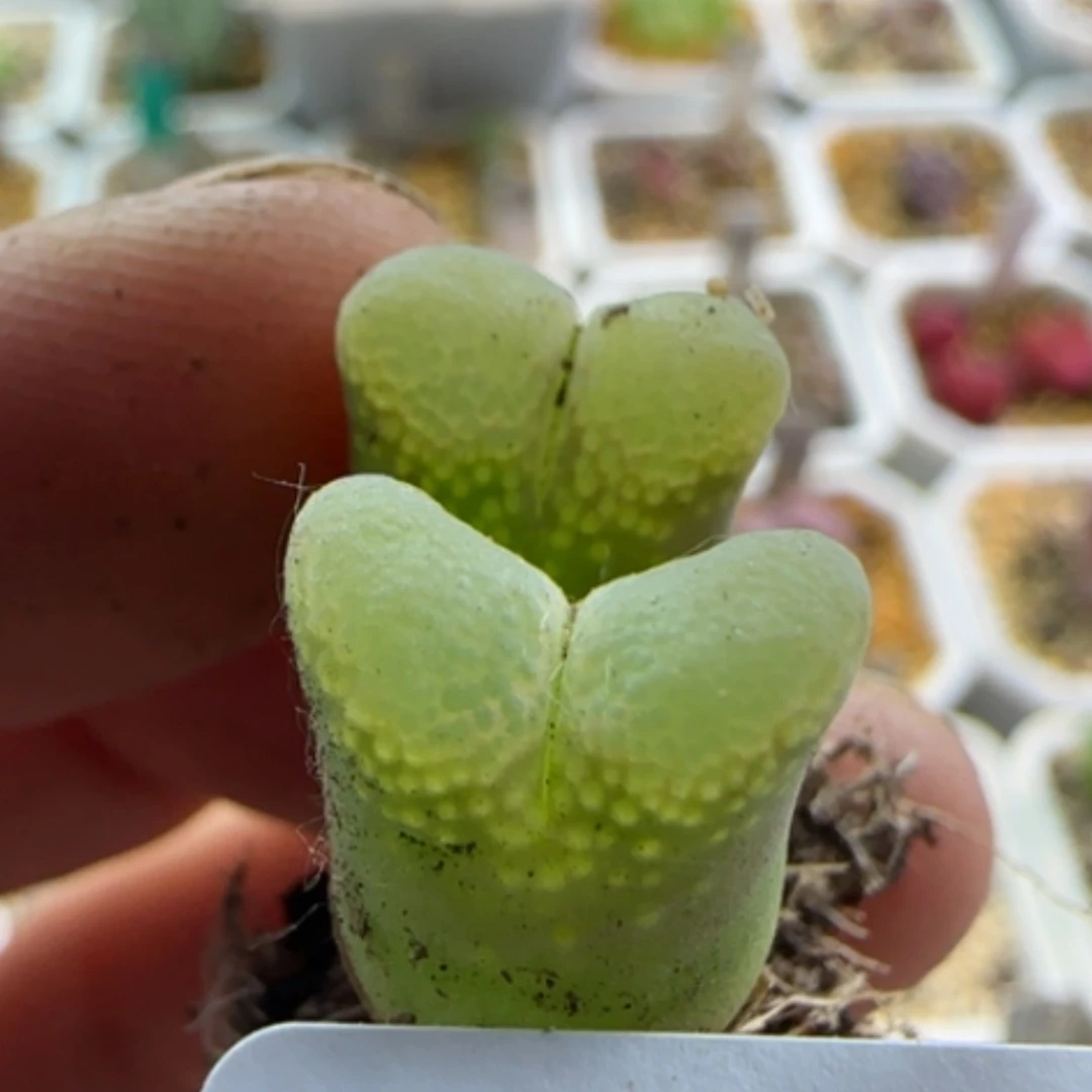 【闪购商品】吴*蝎13564