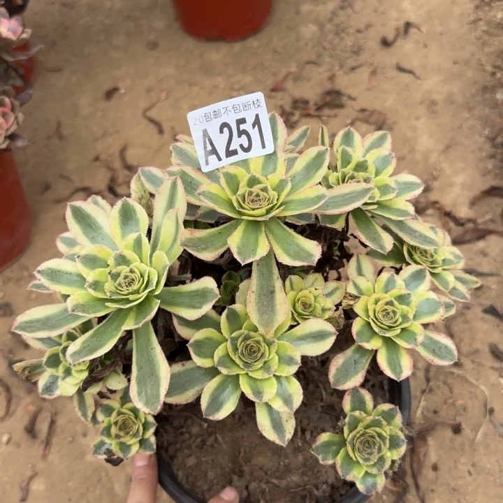 白兰地……多肉植物……