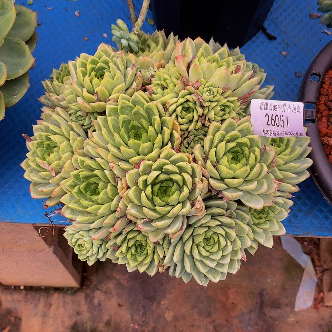 心***林    粉珍妮多肉26051