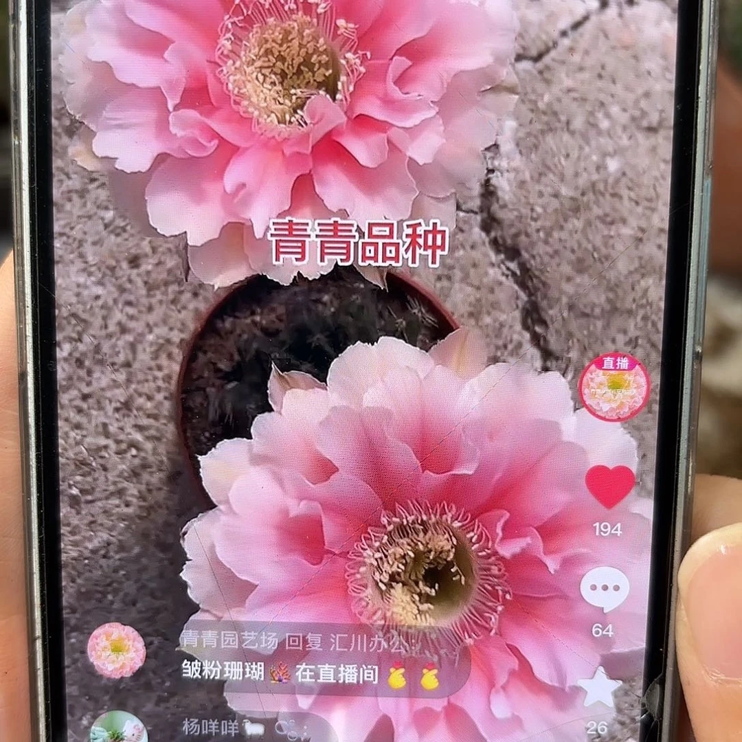 青青珊瑚6.5公分左右有瑕
