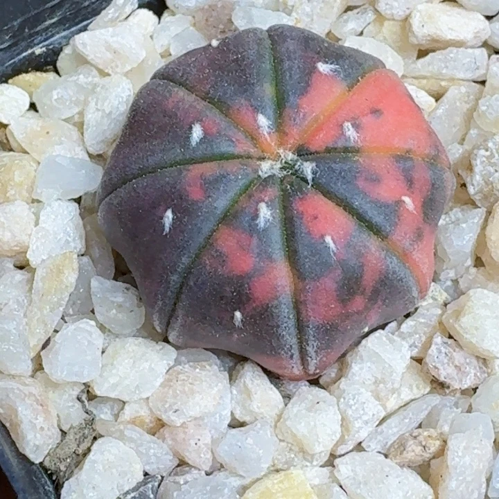 h***y无花朵海星兜锦487