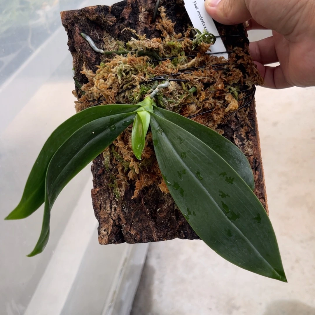 完全开放626 板植羞花