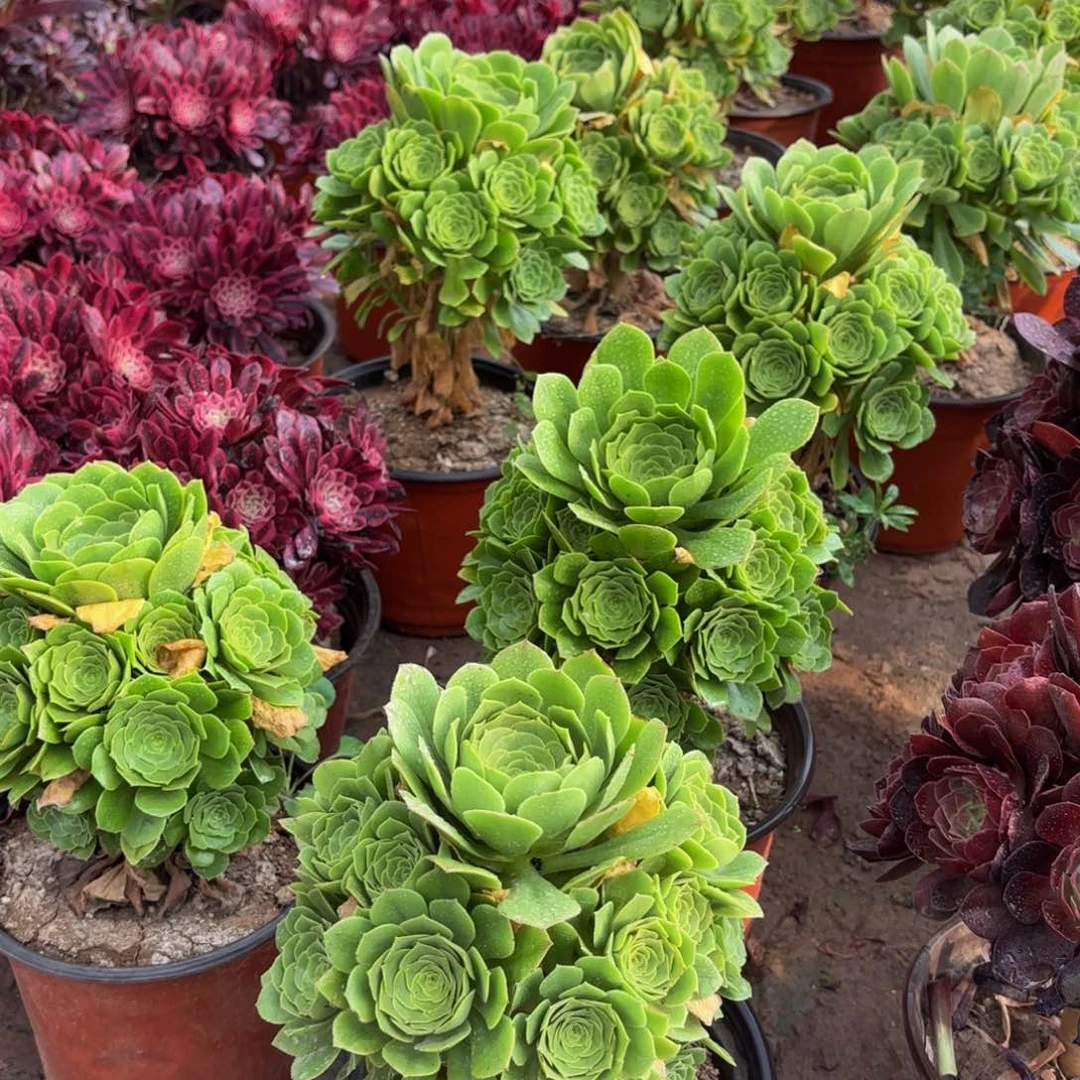 绿玫瑰带主头9.9法师嫩