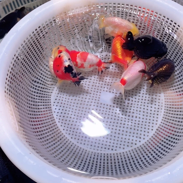 金鱼帅哥哥还是计算机技术经济十几集