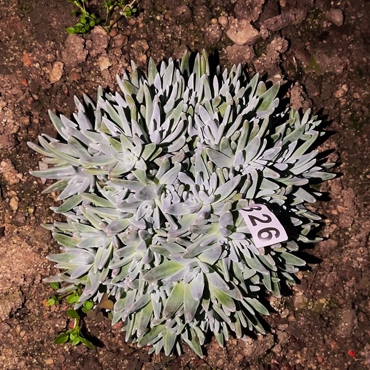 326白菊多肉植物处理不售后