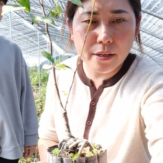 华***韵完全开放老鸦柿彩之梦