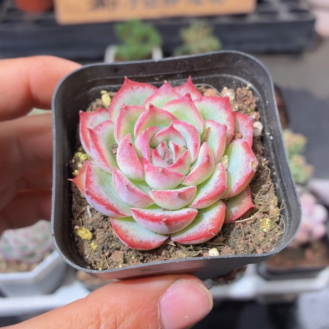 侧影多肉9.9包邮发货