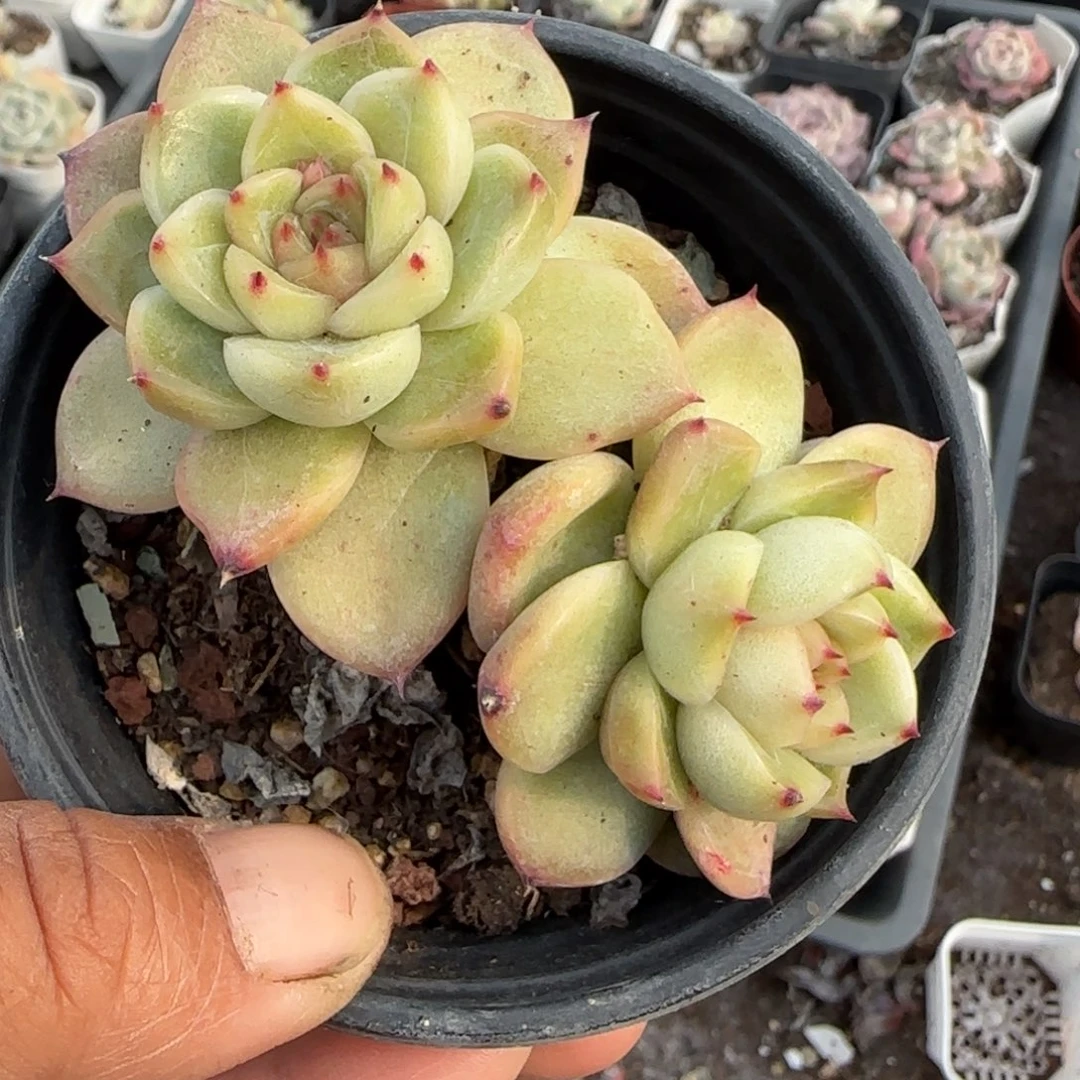 多肉小卡拉米糖心一物一拍