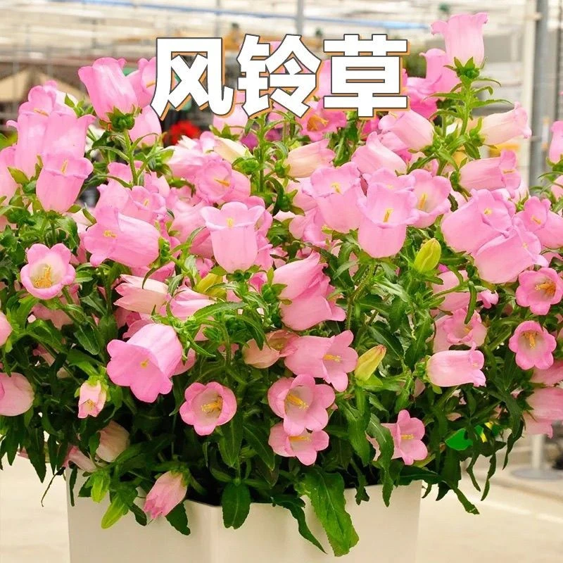 【一物一拍】紫花边康乃馨+纯粉色康乃馨