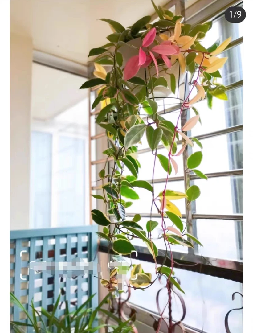 三色球兰 吊兰 垂吊 彩叶锦化 皮实好养垂藤绿植