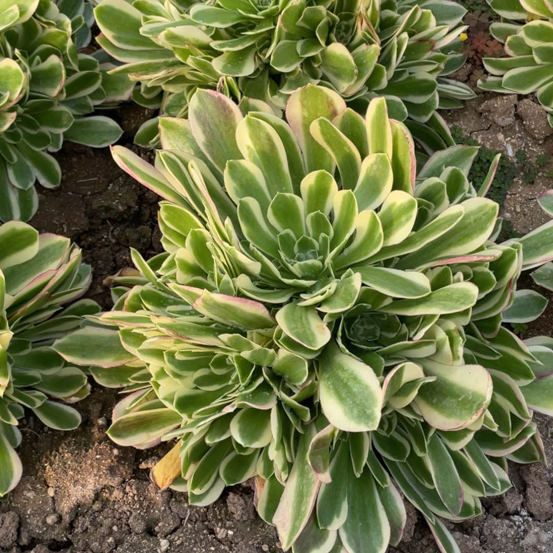 白凤多肉法师断枝不包大量