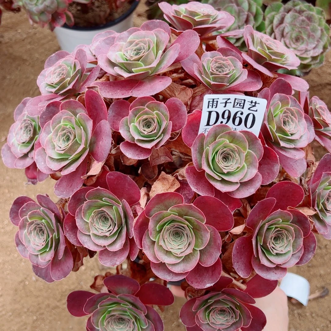 960魅金玫瑰尺寸28左右