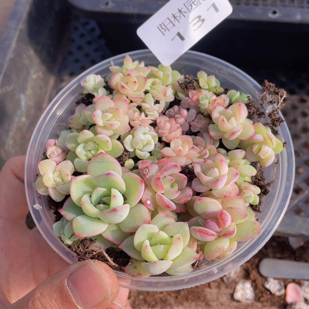 多肉植物多肉植物131