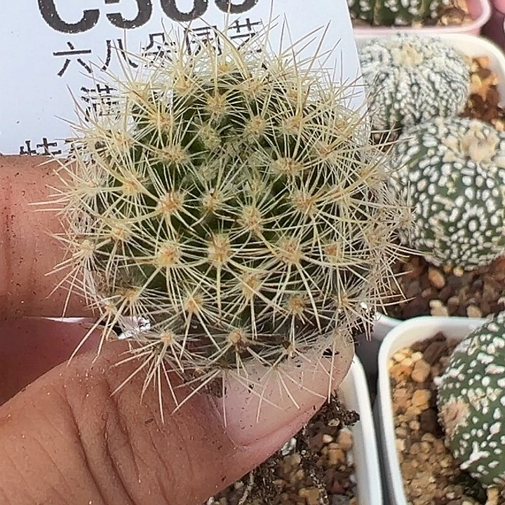 565号实生银翁玉仙人球3厘米