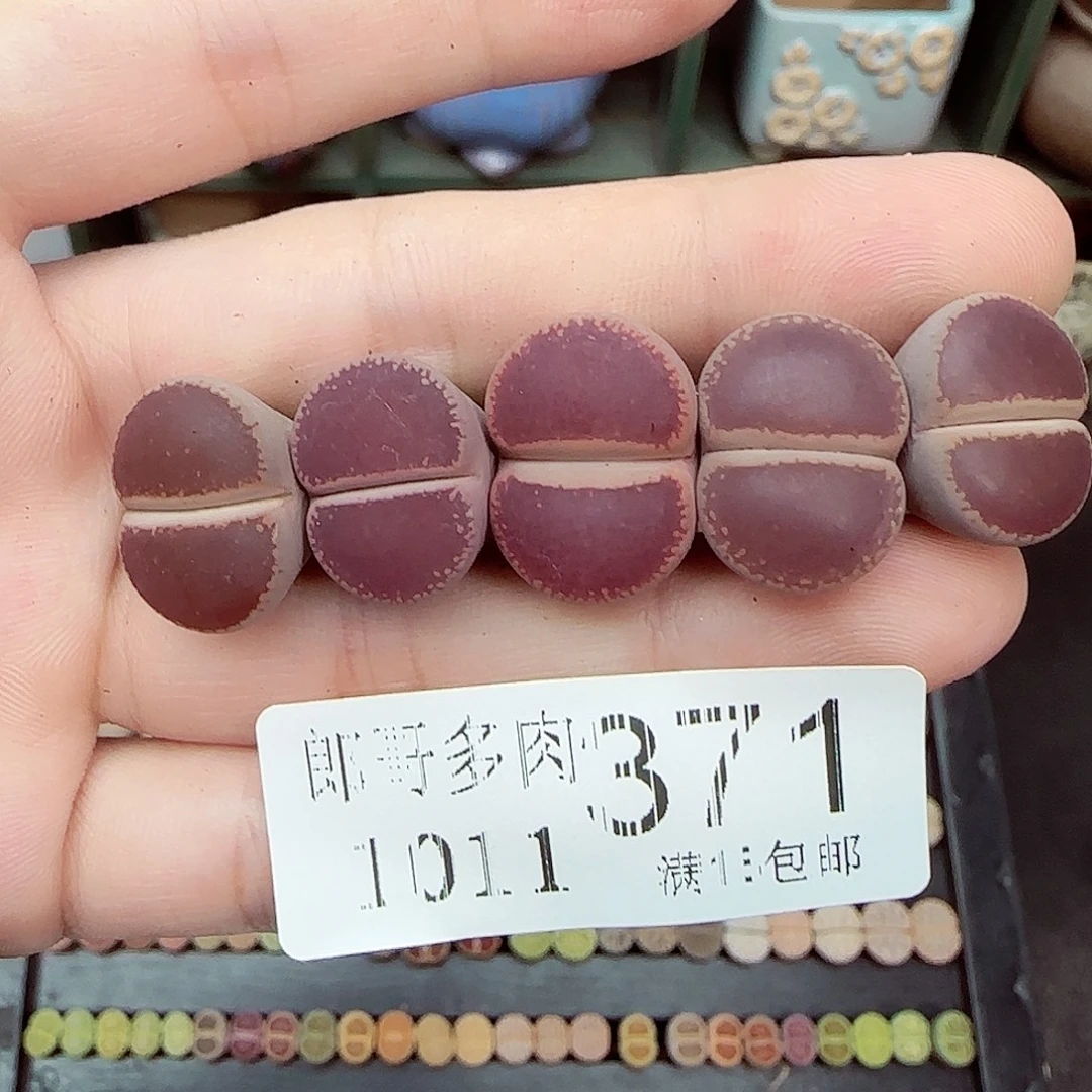 满满18包邮1011-371
