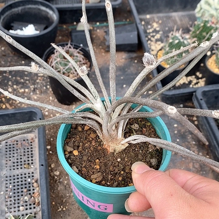 孤品实生大块根多枝条大美杜莎