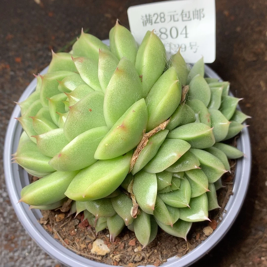 【闪购商品】云804号