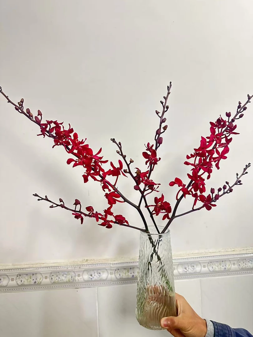 【半夏推荐】稀有酒红色万代兰鲜切花云南基地直发鲜花