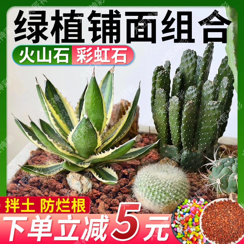花盆多肉铺面绿植大盆栽彩虹石火山石郁金香兰花水培植物网红植物