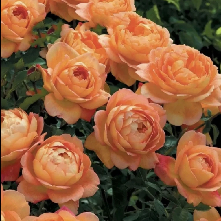 夏洛特夫人月季爬藤蔷薇花苗藤本月季特大花多季节开花盆栽地栽植