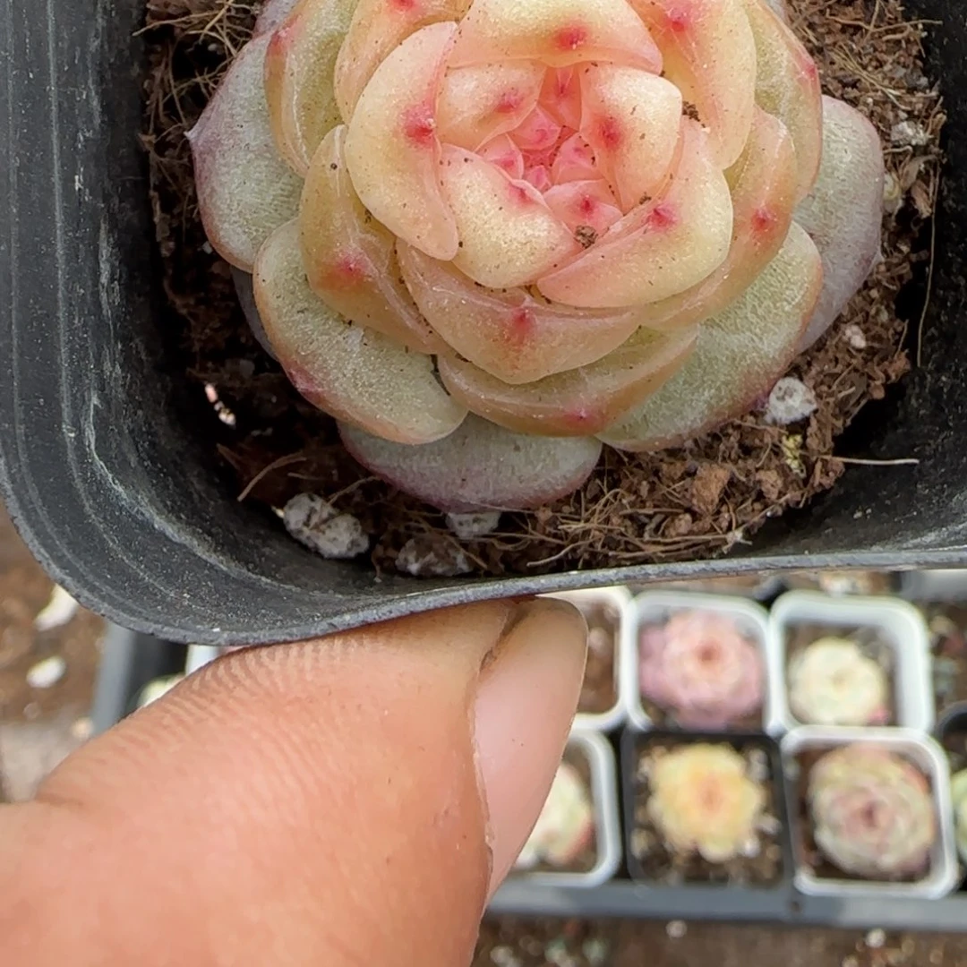 多肉小卡拉米糖心一物一拍