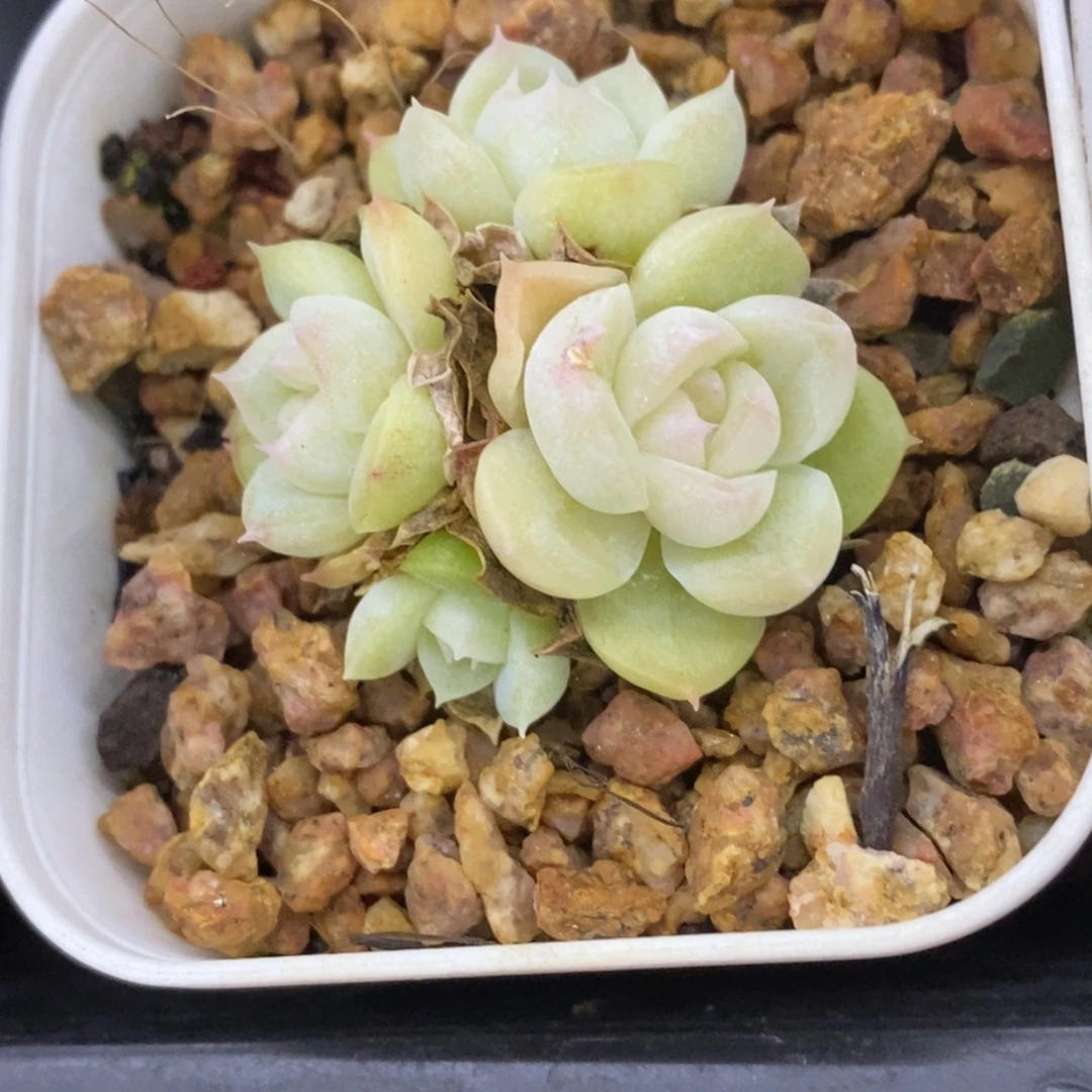 精品多肉一物一拍不包整355