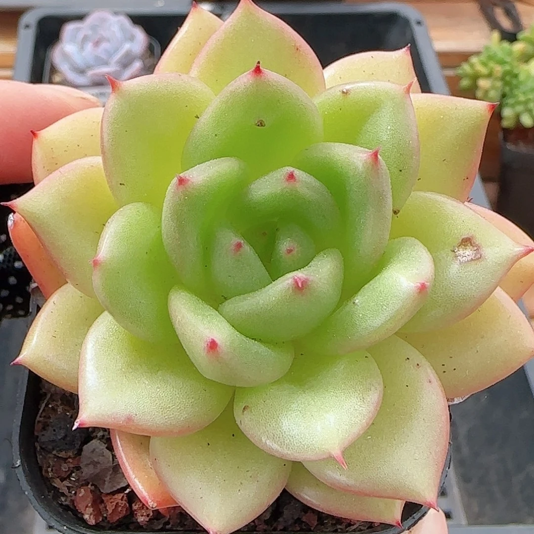 多肉0911-121福利福利