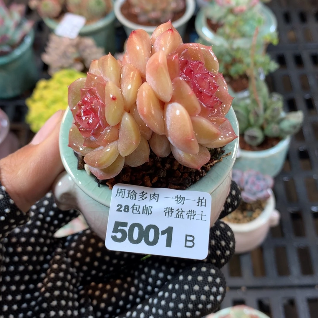 精控多肉植物5001
