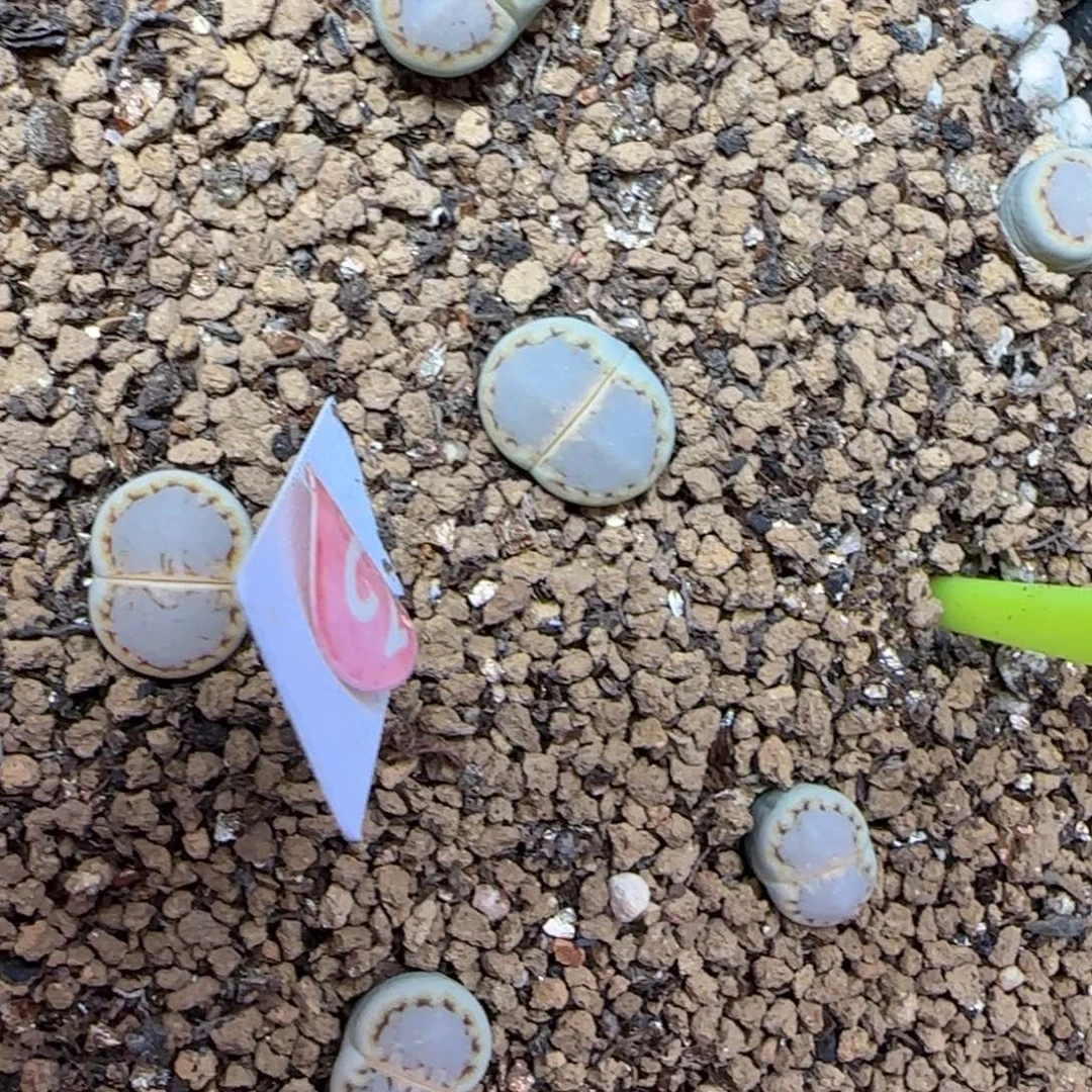 小马哥绿饼干可挑大棚直播