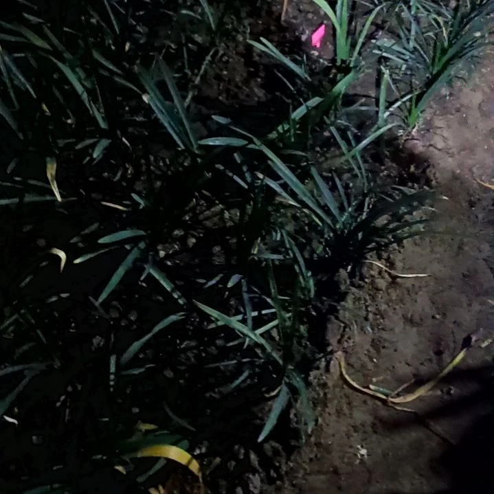 @****?令箭何花东北小粉