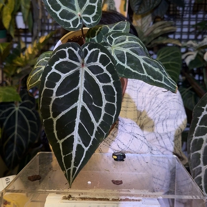 完全开放L138 黑钻石