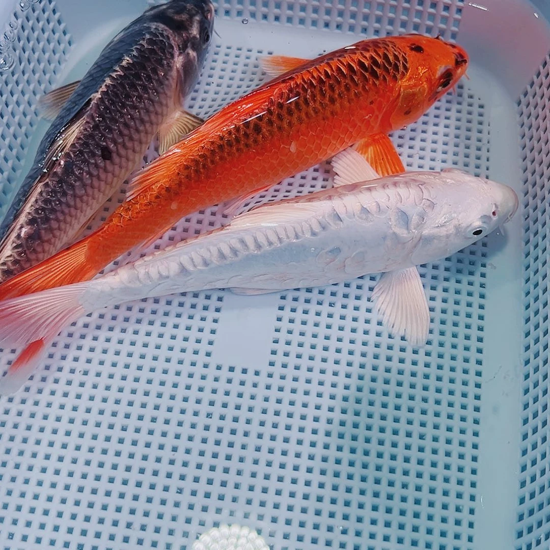 锦鲤锦鲤冷水鱼观赏104