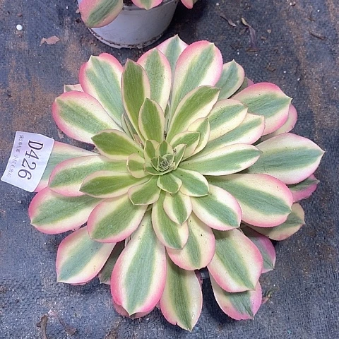 426粉女巫多肉法师锦量拍