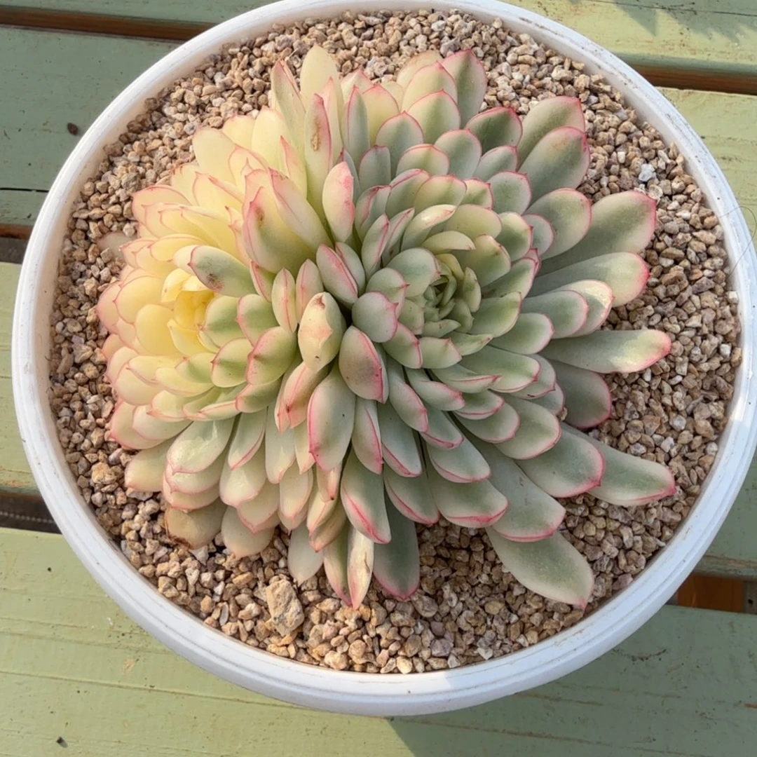 梦幻玫瑰超白锦锦上园艺一物一拍