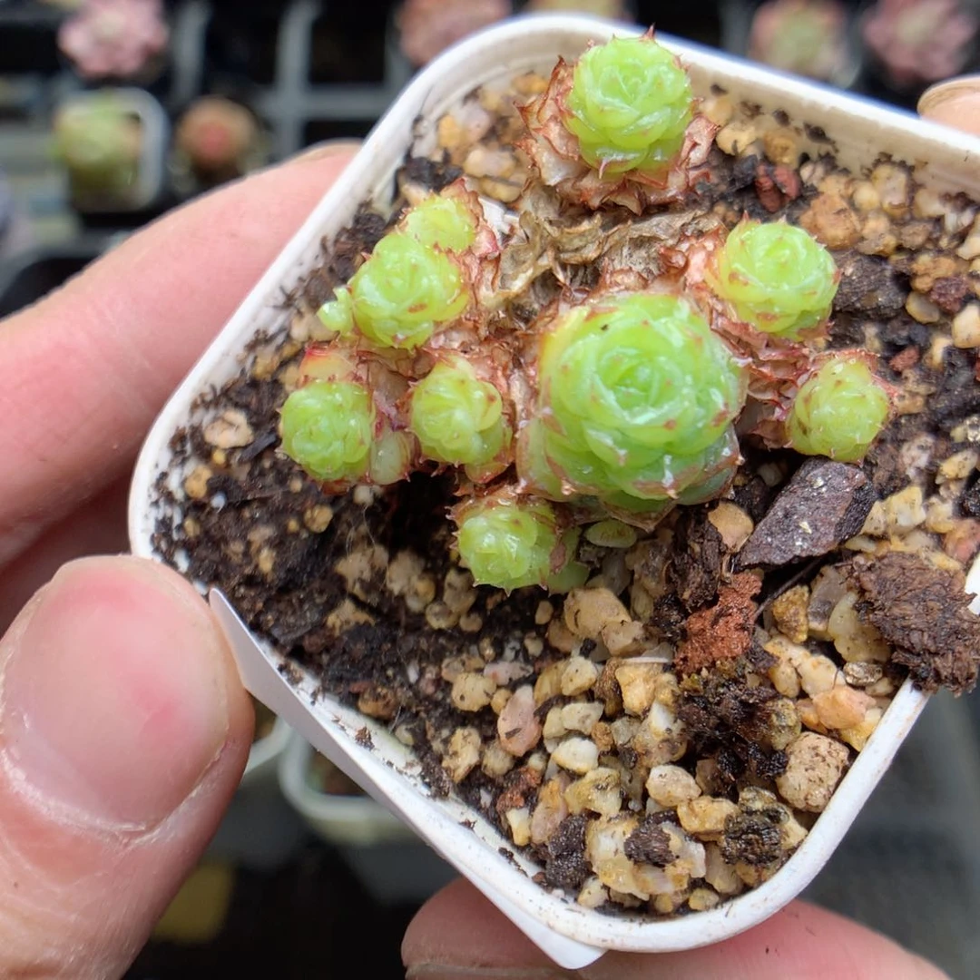 C89y y y y y y y y