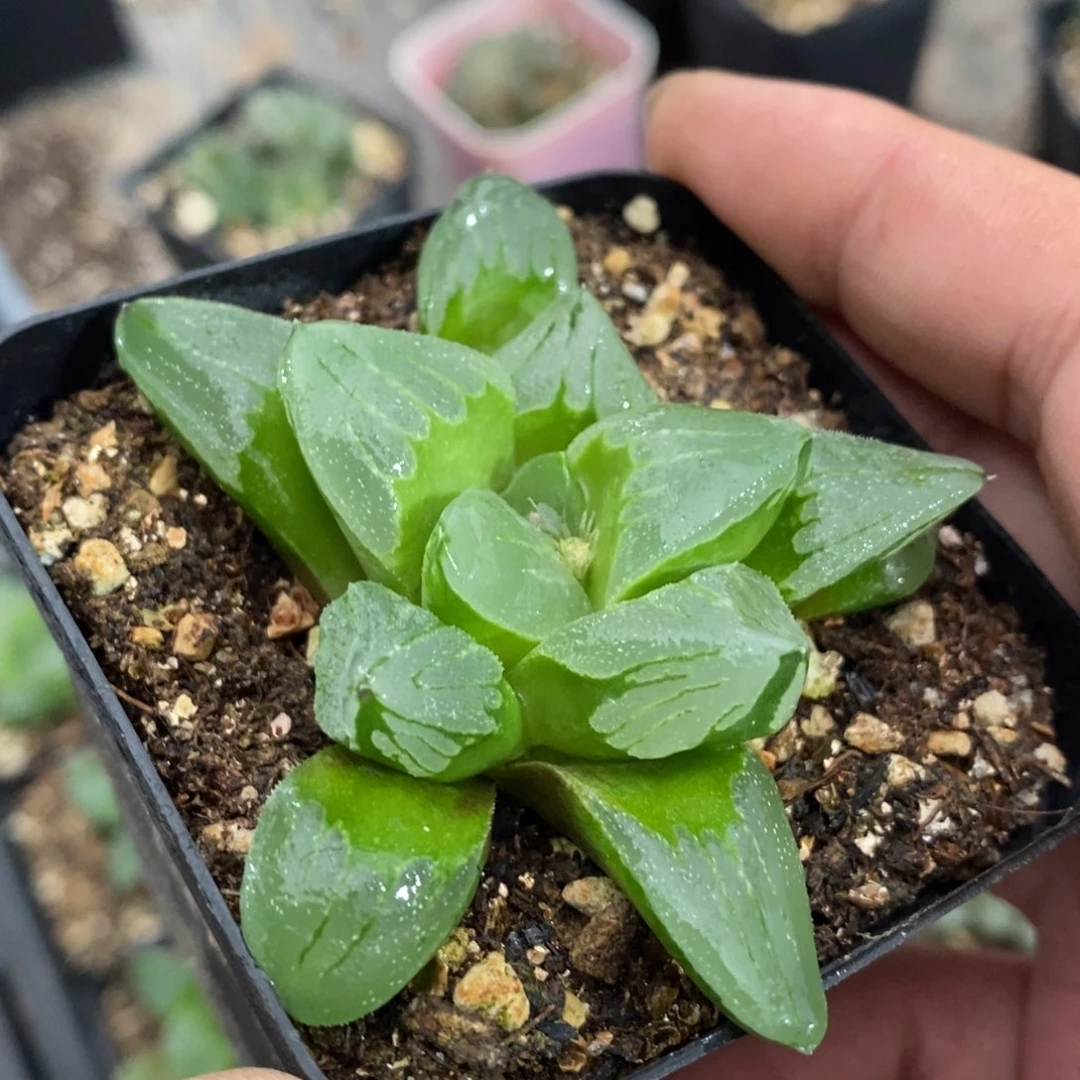 冰城一颗 双11整点福利